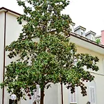 Villa Falda Apartments